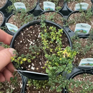 Doone Valley Thyme Live Plant – 4.5 inch Pot – Fragrant Groundcover Herb - Image 2