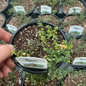 Doone Valley Thyme Live Plant – 4.5 inch Pot – Fragrant Groundcover Herb - Image 3