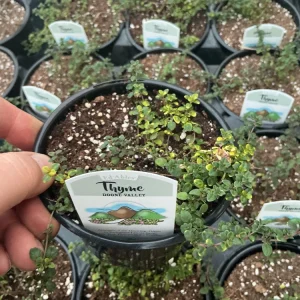 Doone Valley Thyme Live Plant – 4.5 inch Pot – Fragrant Groundcover Herb - Image 4