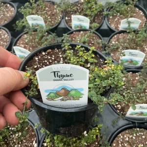 Doone Valley Thyme Live Plant – 4.5 inch Pot – Fragrant Groundcover Herb - Image 5