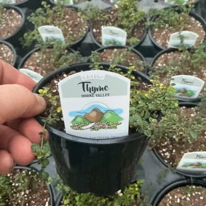 Doone Valley Thyme Live Plant – 4.5 inch Pot – Fragrant Groundcover Herb - Image 6