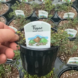 Doone Valley Thyme Live Plant – 4.5 inch Pot – Fragrant Groundcover Herb - Image 7