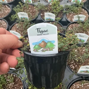 Doone Valley Thyme Live Plant – 4.5 inch Pot – Fragrant Groundcover Herb - Image 8