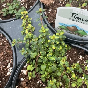 Doone Valley Thyme Live Plant – 4.5 inch Pot – Fragrant Groundcover Herb - Image 9