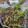 Doone Valley Thyme Live Plant – 4.5 inch Pot – Fragrant Groundcover Herb - Image 1