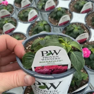 Double Impatiens 'Rockapulco Rose' Live Plant, 4.5 inch Nursery Pot, Outdoor Flower - Image 10
