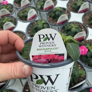 Double Impatiens 'Rockapulco Rose' Live Plant, 4.5 inch Nursery Pot, Outdoor Flower - Image 11