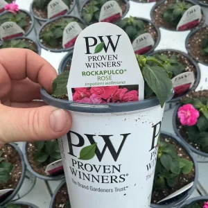 Double Impatiens 'Rockapulco Rose' Live Plant, 4.5 inch Nursery Pot, Outdoor Flower - Image 12