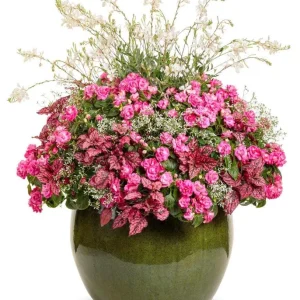 Double Impatiens 'Rockapulco Rose' Live Plant, 4.5 inch Nursery Pot, Outdoor Flower - Image 2