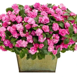 Double Impatiens 'Rockapulco Rose' Live Plant, 4.5 inch Nursery Pot, Outdoor Flower - Image 3