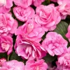 Double Impatiens 'Rockapulco Rose' Live Plant, 4.5 inch Nursery Pot, Outdoor Flower - Image 1