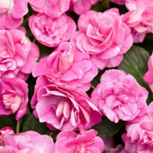 Double Impatiens 'Rockapulco Rose' Live Plant, 4.5 inch Nursery Pot, Outdoor Flower - Image 1