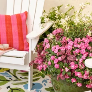 Double Impatiens 'Rockapulco Rose' Live Plant, 4.5 inch Nursery Pot, Outdoor Flower - Image 4