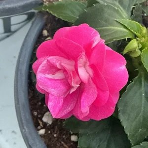 Double Impatiens 'Rockapulco Rose' Live Plant, 4.5 inch Nursery Pot, Outdoor Flower - Image 5