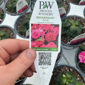 Double Impatiens 'Rockapulco Rose' Live Plant, 4.5 inch Nursery Pot, Outdoor Flower - Image 6