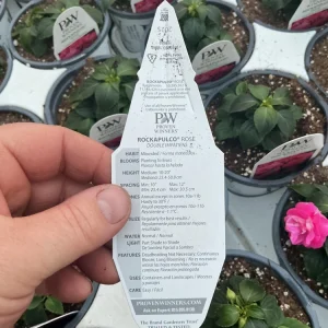 Double Impatiens 'Rockapulco Rose' Live Plant, 4.5 inch Nursery Pot, Outdoor Flower - Image 7