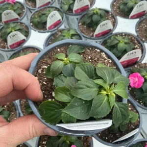 Double Impatiens 'Rockapulco Rose' Live Plant, 4.5 inch Nursery Pot, Outdoor Flower - Image 8