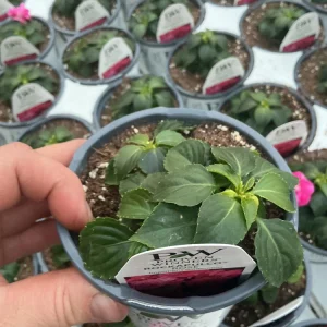 Double Impatiens 'Rockapulco Rose' Live Plant, 4.5 inch Nursery Pot, Outdoor Flower - Image 9