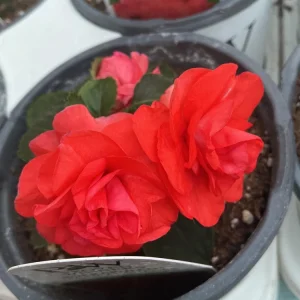 Double Impatiens Rockapulco Tropical Shades Live Plant – 4.5 inch Pot – Outdoor - Image 10