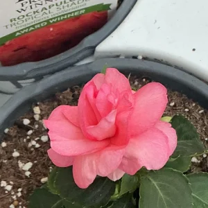 Double Impatiens Rockapulco Tropical Shades Live Plant – 4.5 inch Pot – Outdoor - Image 11