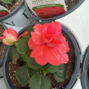 Double Impatiens Rockapulco Tropical Shades Live Plant – 4.5 inch Pot – Outdoor - Image 12