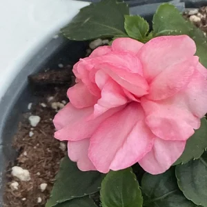 Double Impatiens Rockapulco Tropical Shades Live Plant – 4.5 inch Pot – Outdoor - Image 13