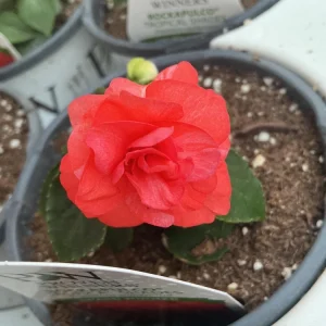 Double Impatiens Rockapulco Tropical Shades Live Plant – 4.5 inch Pot – Outdoor - Image 14