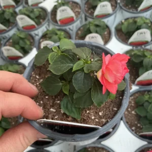 Double Impatiens Rockapulco Tropical Shades Live Plant – 4.5 inch Pot – Outdoor - Image 15
