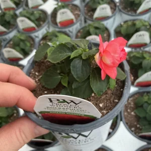 Double Impatiens Rockapulco Tropical Shades Live Plant – 4.5 inch Pot – Outdoor - Image 16