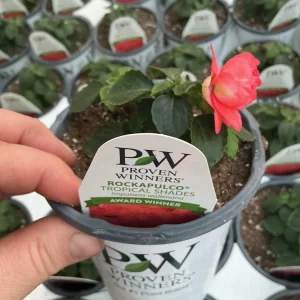 Double Impatiens Rockapulco Tropical Shades Live Plant – 4.5 inch Pot – Outdoor - Image 17
