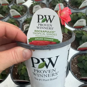 Double Impatiens Rockapulco Tropical Shades Live Plant – 4.5 inch Pot – Outdoor - Image 19