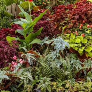 Double Impatiens Rockapulco Tropical Shades Live Plant – 4.5 inch Pot – Outdoor - Image 20
