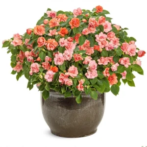 Double Impatiens Rockapulco Tropical Shades Live Plant – 4.5 inch Pot – Outdoor - Image 3