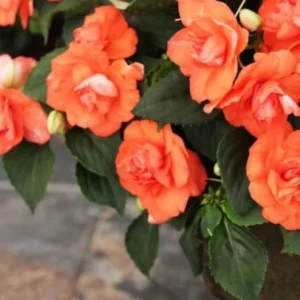 Double Impatiens Rockapulco Tropical Shades Live Plant – 4.5 inch Pot – Outdoor - Image 4