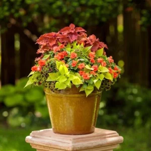 Double Impatiens Rockapulco Tropical Shades Live Plant – 4.5 inch Pot – Outdoor - Image 5