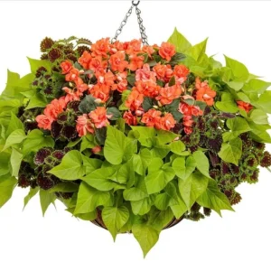 Double Impatiens Rockapulco Tropical Shades Live Plant – 4.5 inch Pot – Outdoor - Image 6