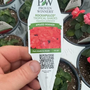 Double Impatiens Rockapulco Tropical Shades Live Plant – 4.5 inch Pot – Outdoor - Image 7