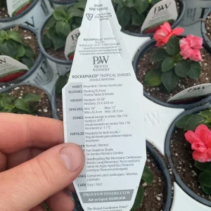 Double Impatiens Rockapulco Tropical Shades Live Plant – 4.5 inch Pot – Outdoor - Image 8