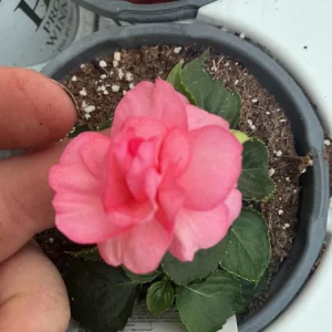 Double Impatiens Rockapulco Tropical Shades Live Plant – 4.5 inch Pot – Outdoor - Image 9