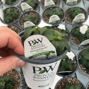 Double Impatiens Rockapulco White Live Plant – White Flowers – Shade Plant - Image 10