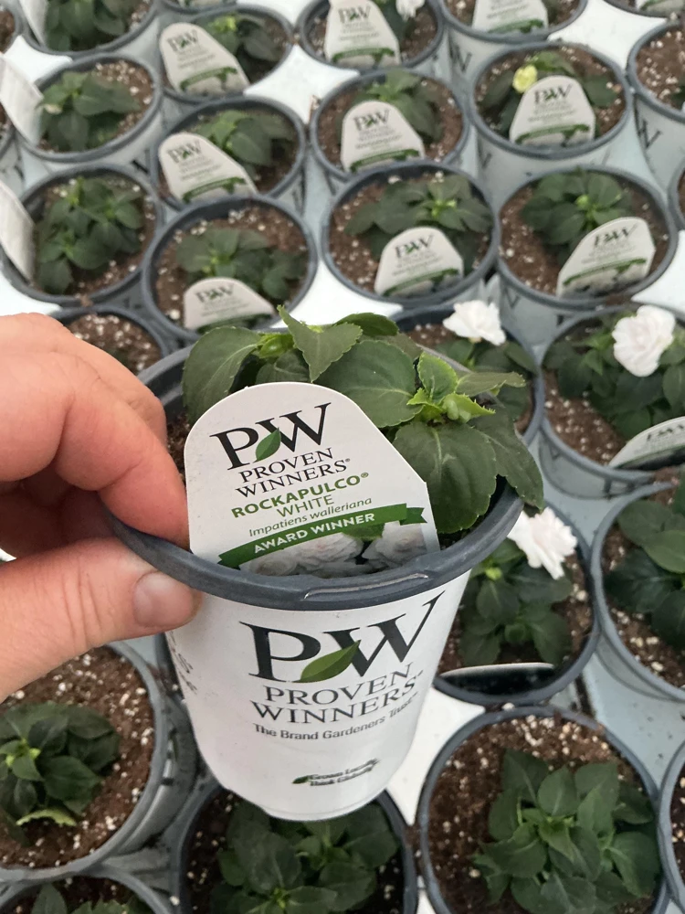 Double Impatiens Rockapulco White Live Plant – White Flowers – Shade Plant - Image 10