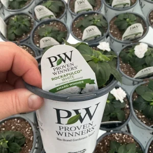 Double Impatiens Rockapulco White Live Plant – White Flowers – Shade Plant - Image 11