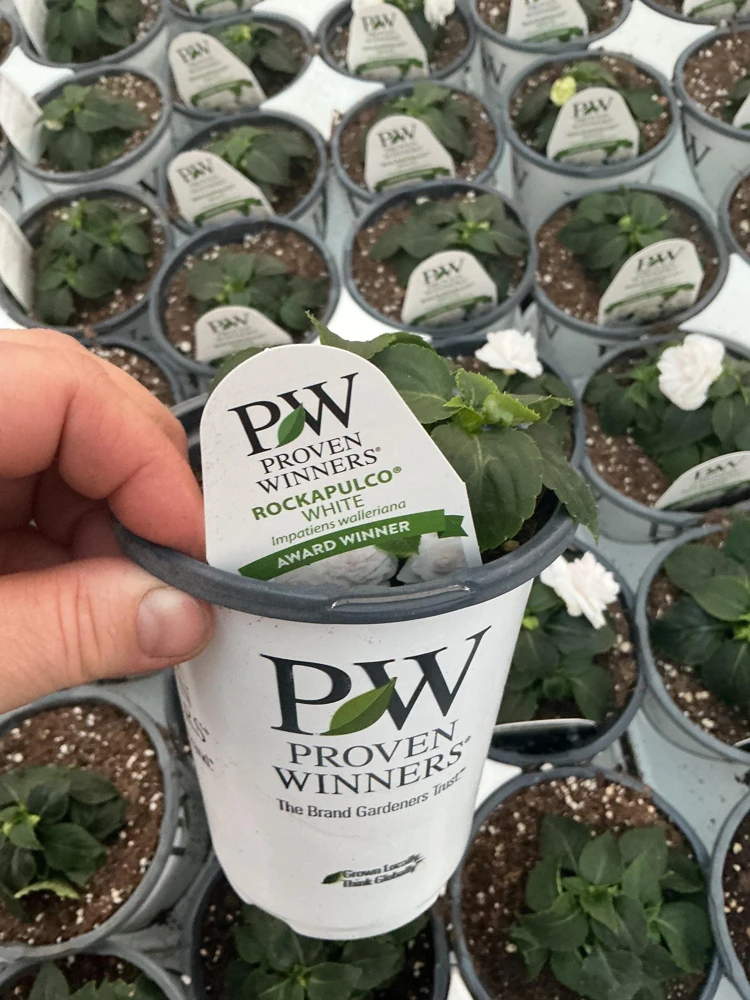 Double Impatiens Rockapulco White Live Plant – White Flowers – Shade Plant - Image 11