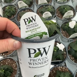Double Impatiens Rockapulco White Live Plant – White Flowers – Shade Plant - Image 12