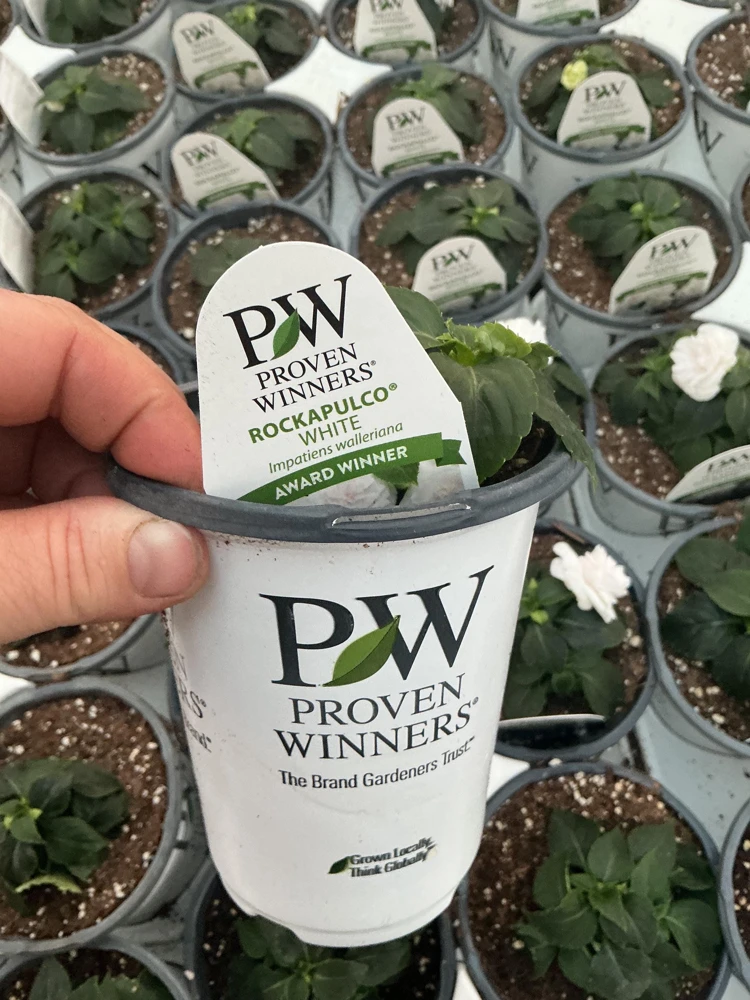 Double Impatiens Rockapulco White Live Plant – White Flowers – Shade Plant - Image 12