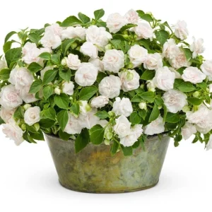Double Impatiens Rockapulco White Live Plant – White Flowers – Shade Plant - Image 2
