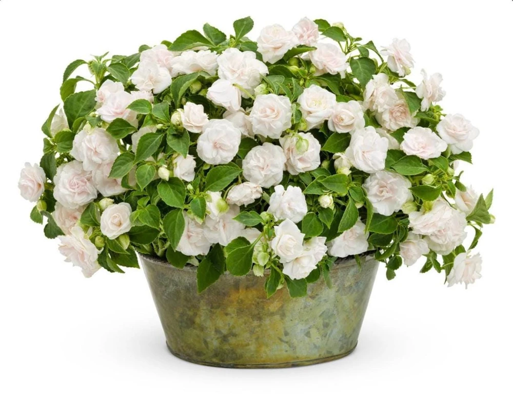 Double Impatiens Rockapulco White Live Plant – White Flowers – Shade Plant - Image 2
