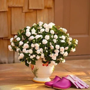 Double Impatiens Rockapulco White Live Plant – White Flowers – Shade Plant - Image 3