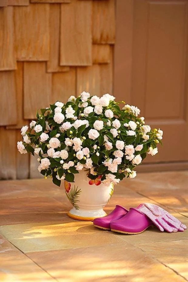Double Impatiens Rockapulco White Live Plant – White Flowers – Shade Plant - Image 3