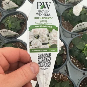 Double Impatiens Rockapulco White Live Plant – White Flowers – Shade Plant - Image 4